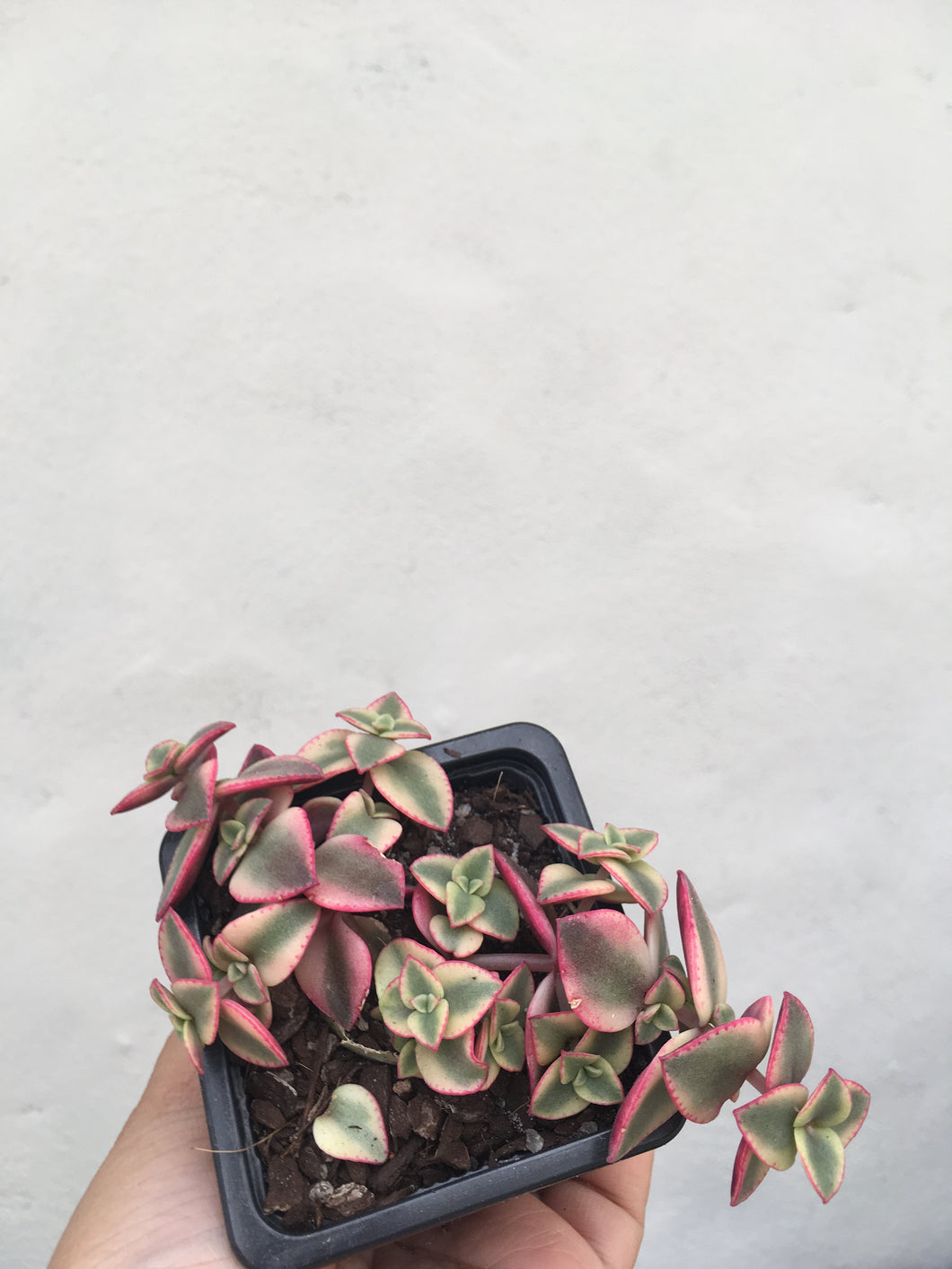 Crassula Calico Kitten in 7.5cm pot