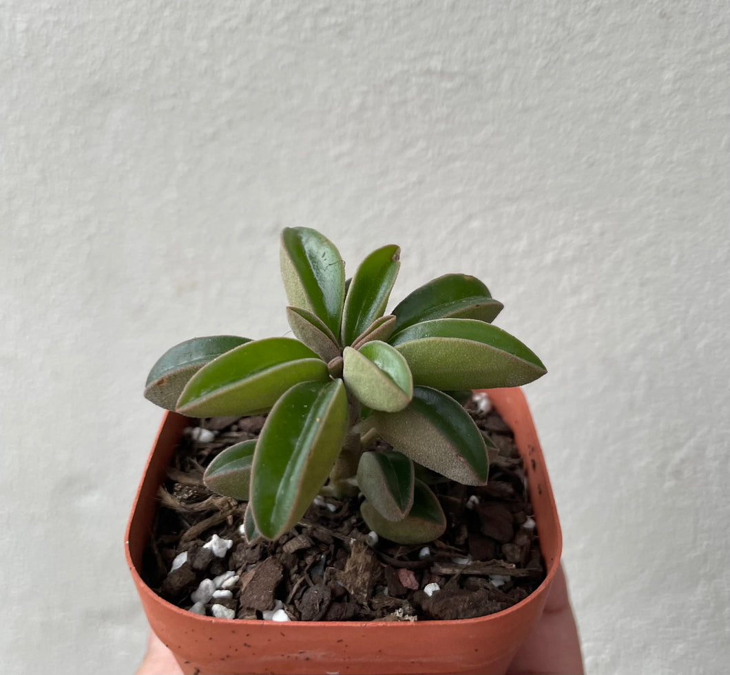 Peperomia dolabriformis var glaucescens in 7cm pot