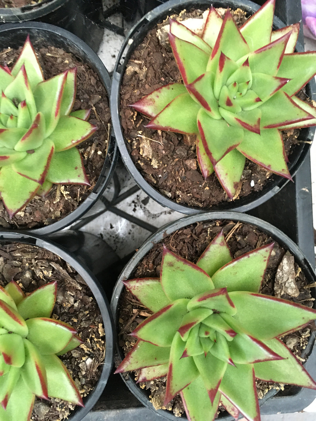 Echeveria agavoides lipstick in 10cm pot