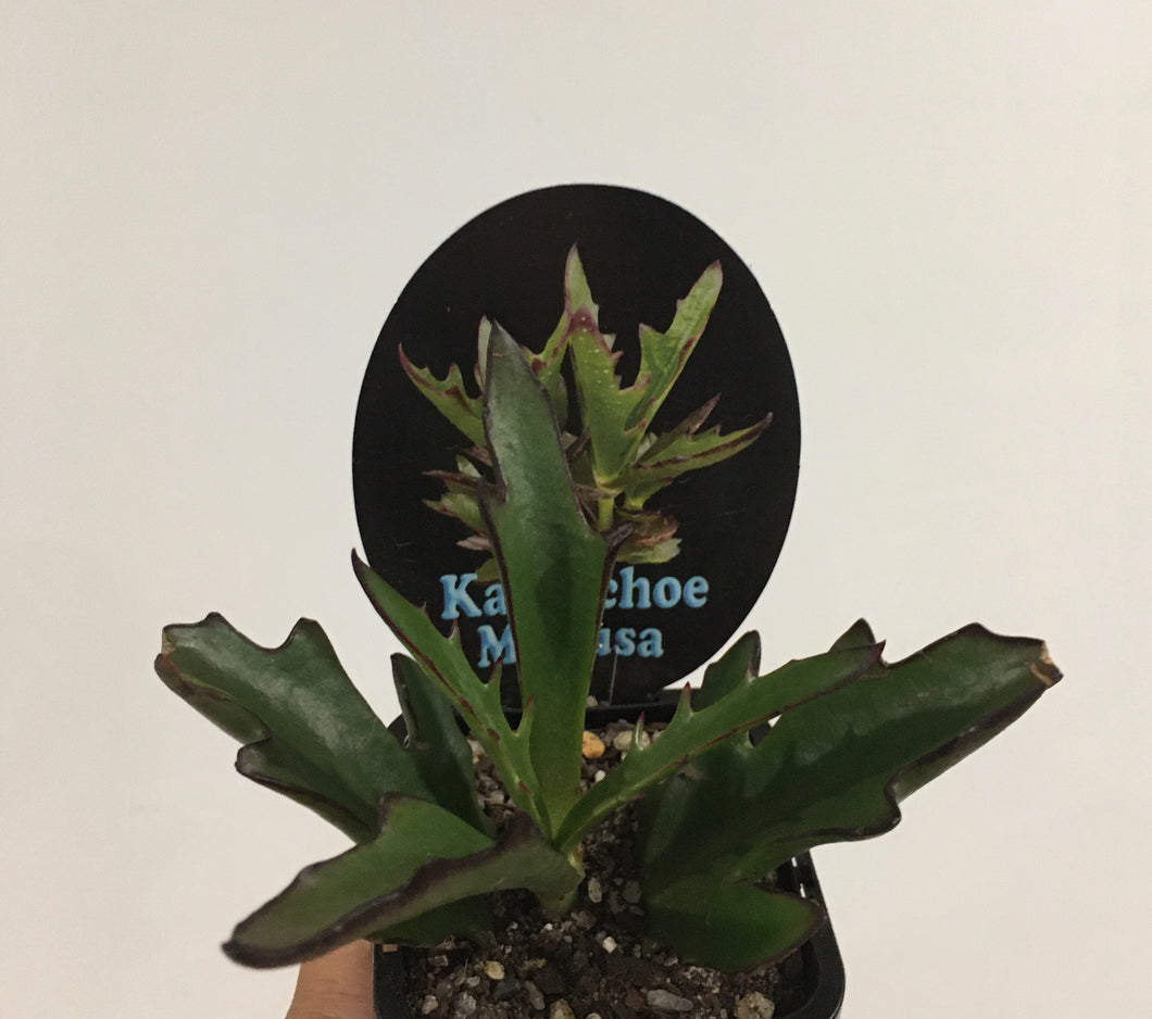 Kalanchoe medusa in 7cm pot