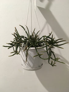 Rhipsalis Horrida in 13cm pot