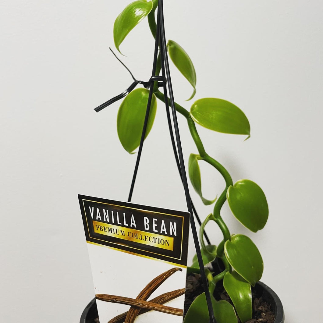 Vanilla bean plant in 15cm plant
