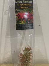Load image into Gallery viewer, Air Plants
