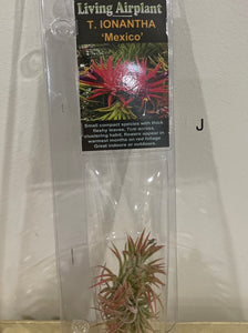 Air Plants