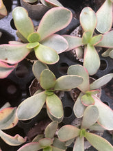 Load image into Gallery viewer, Crassula Platyphylla Variegata - plug
