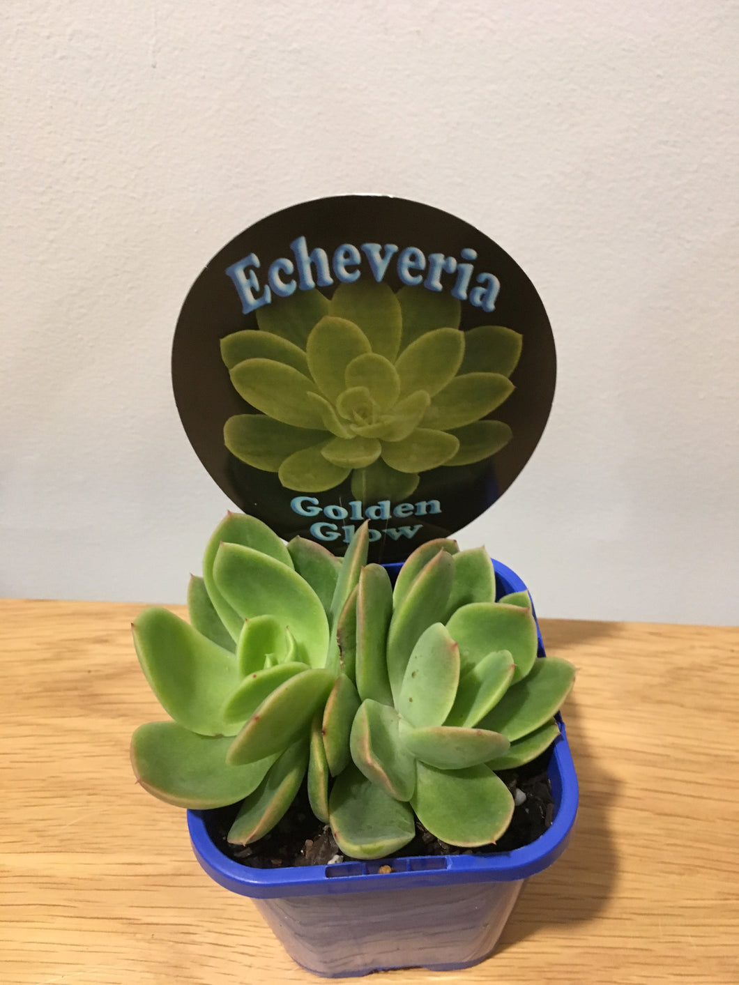 Echeveria Golden Glow in 10cm pot