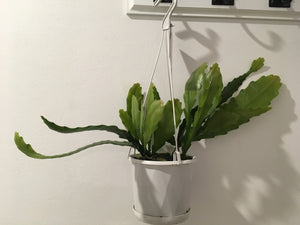 Disocactus Nelsonii in 13cm pot