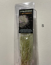 Load image into Gallery viewer, Air Plants
