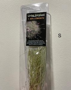 Air Plants