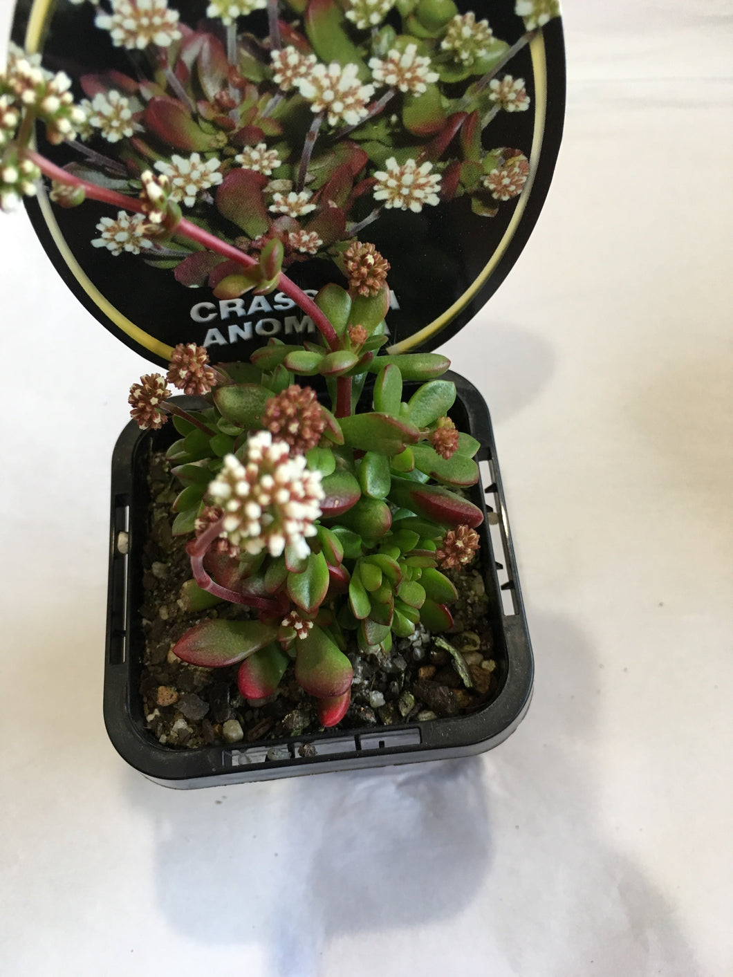 Crassula Anomala in 7cm pot