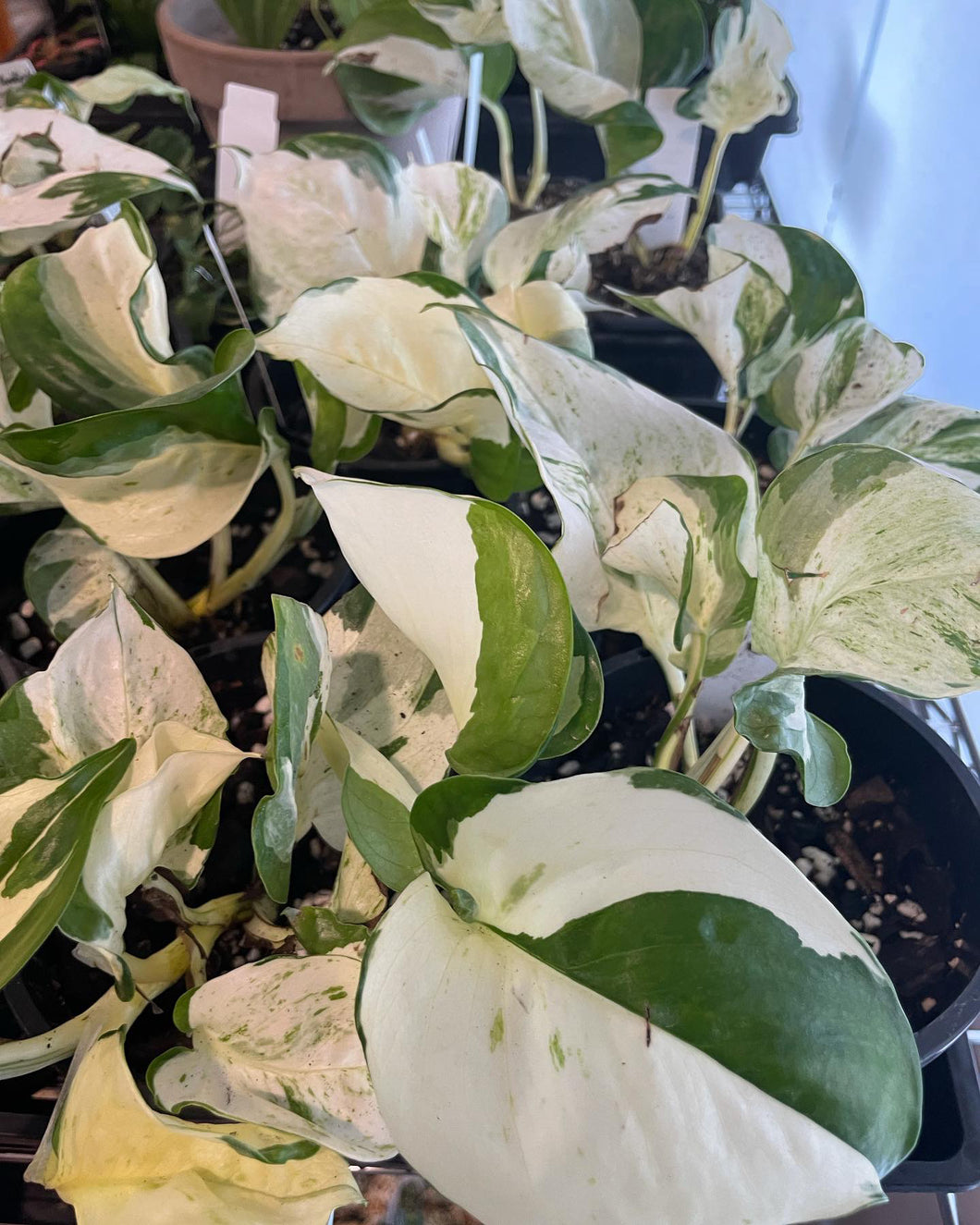 Epipremnum manjula in 13cm pot