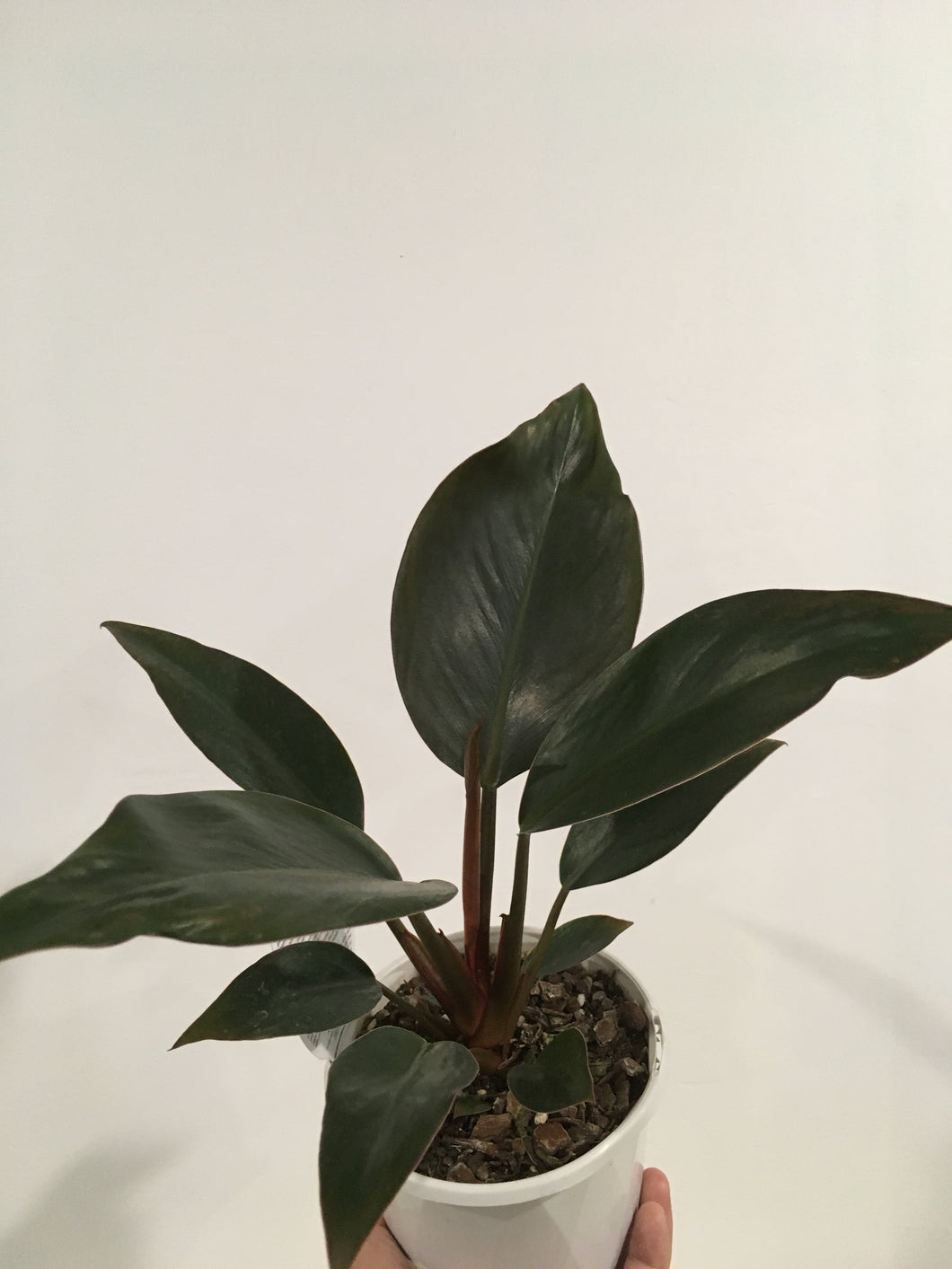 Philodendron Rojo Congo in 13cm pot