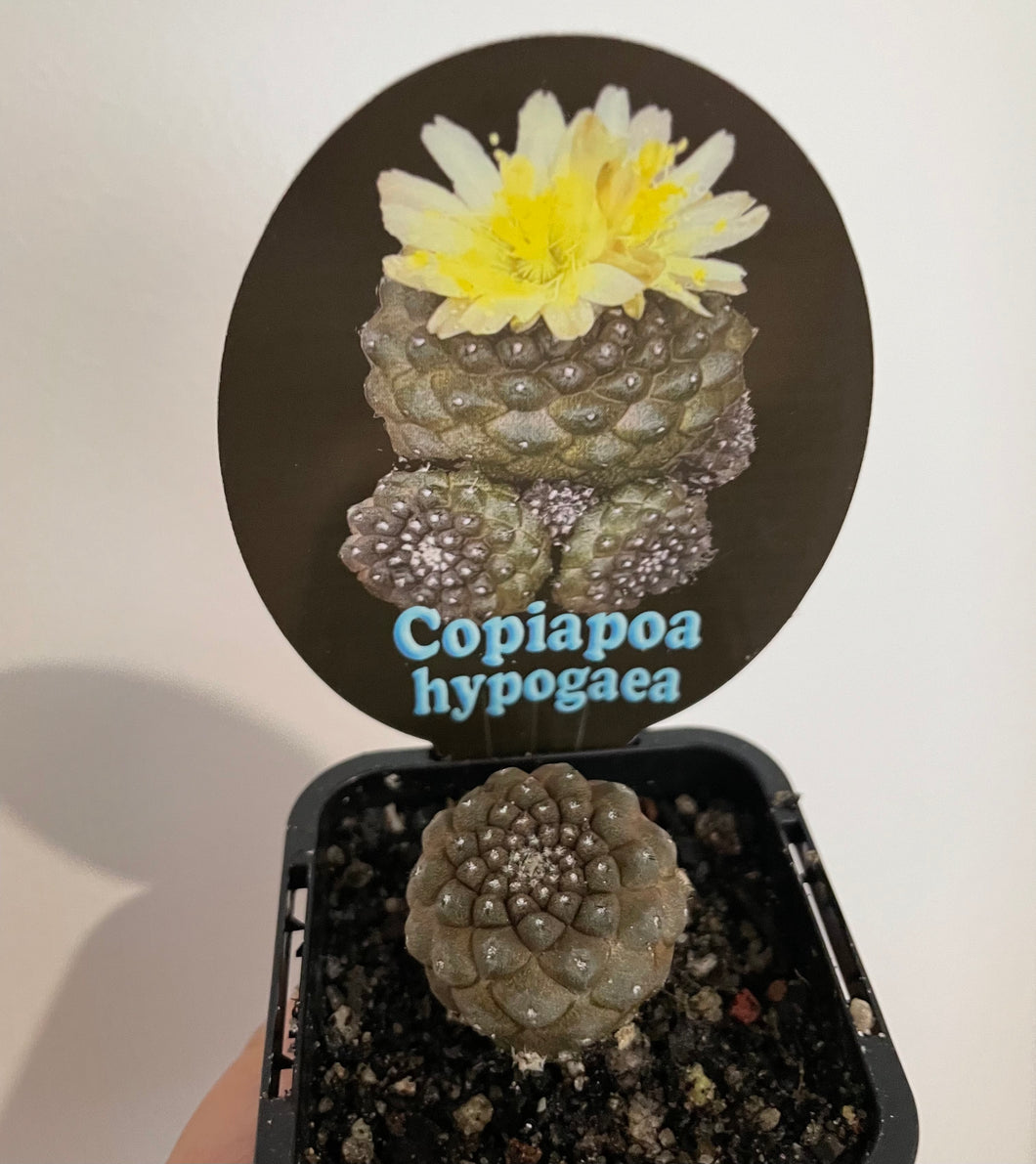 Copiapoa hypogaea in 7cm pot