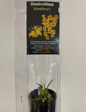 Load image into Gallery viewer, Mini Orchids - Dendrodium

