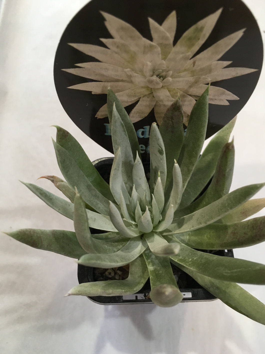 Dudleya Species in 7cm pot