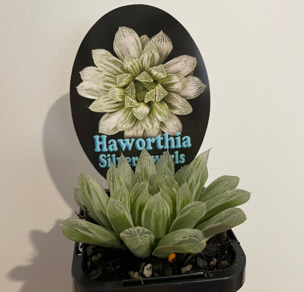 Haworthia silver swirl in 7cm pot
