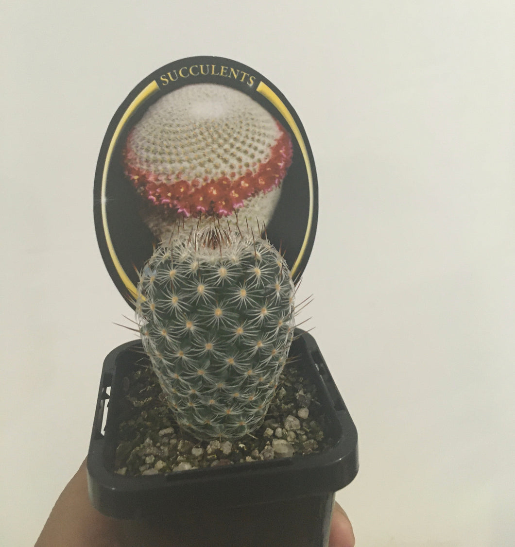 Mammillaria elegans in 7cm pot