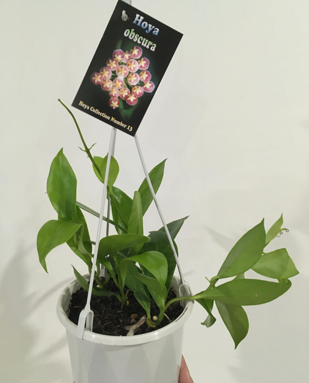 Hoya obscura in 13cm pot