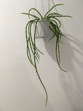 Load image into Gallery viewer, Rhipsalis pacheo-leeri v catenula in 13cm pot
