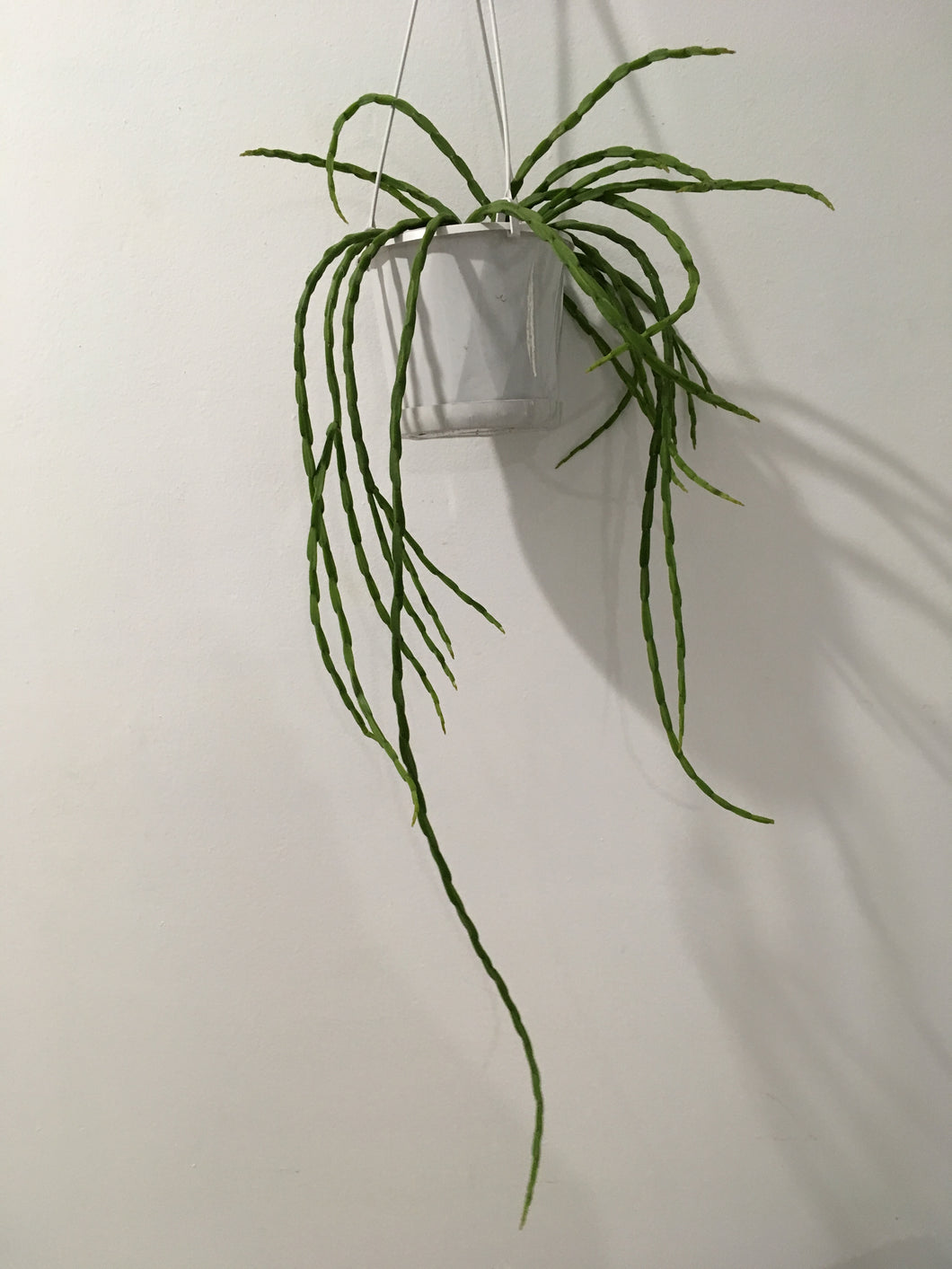 Rhipsalis pacheo-leeri v catenula in 13cm pot