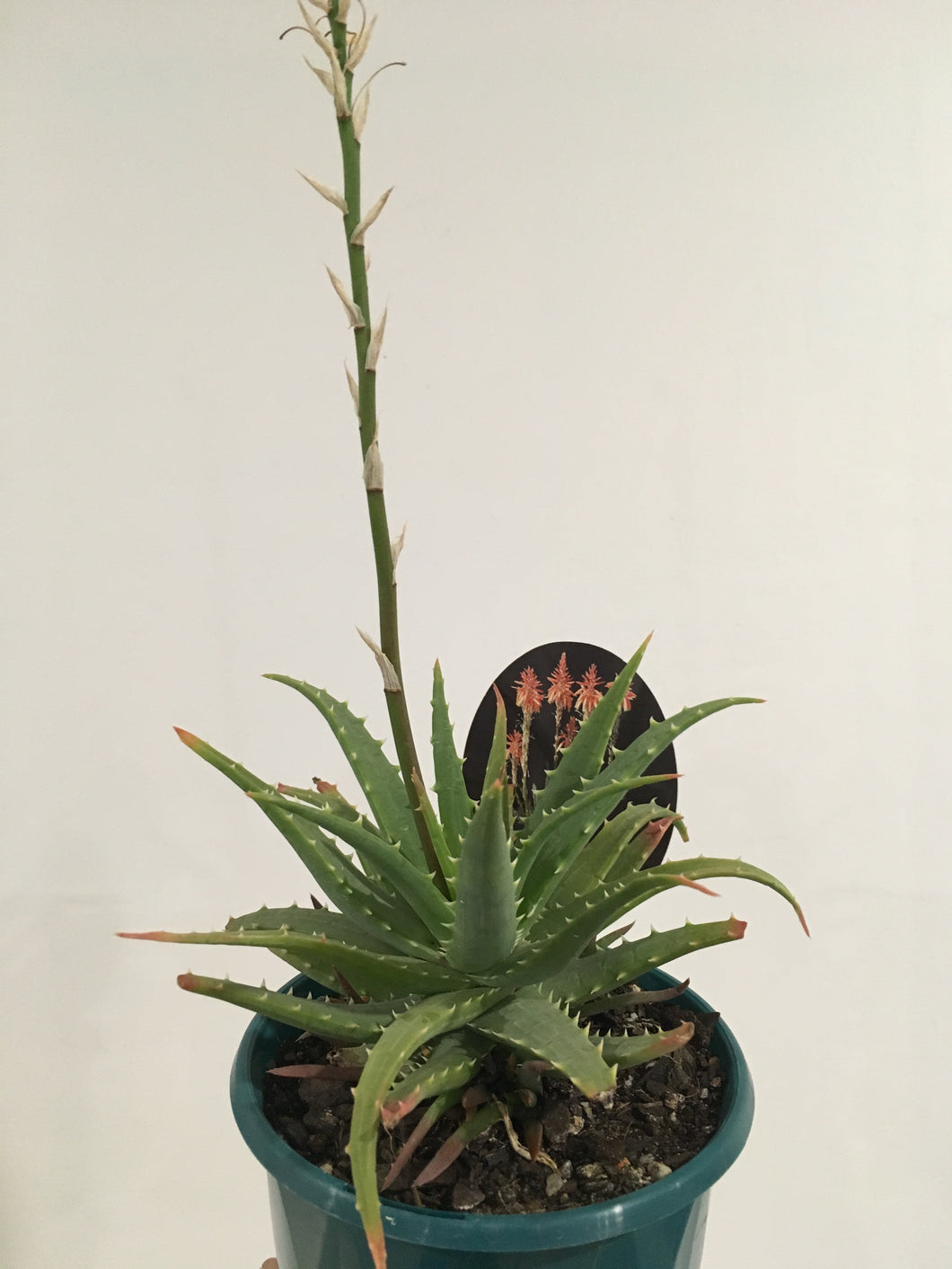 Aloe Hedghog in 13cm pot