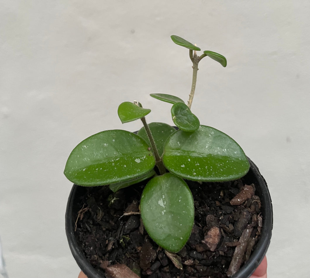 Hoya mathilde in 8cm pot