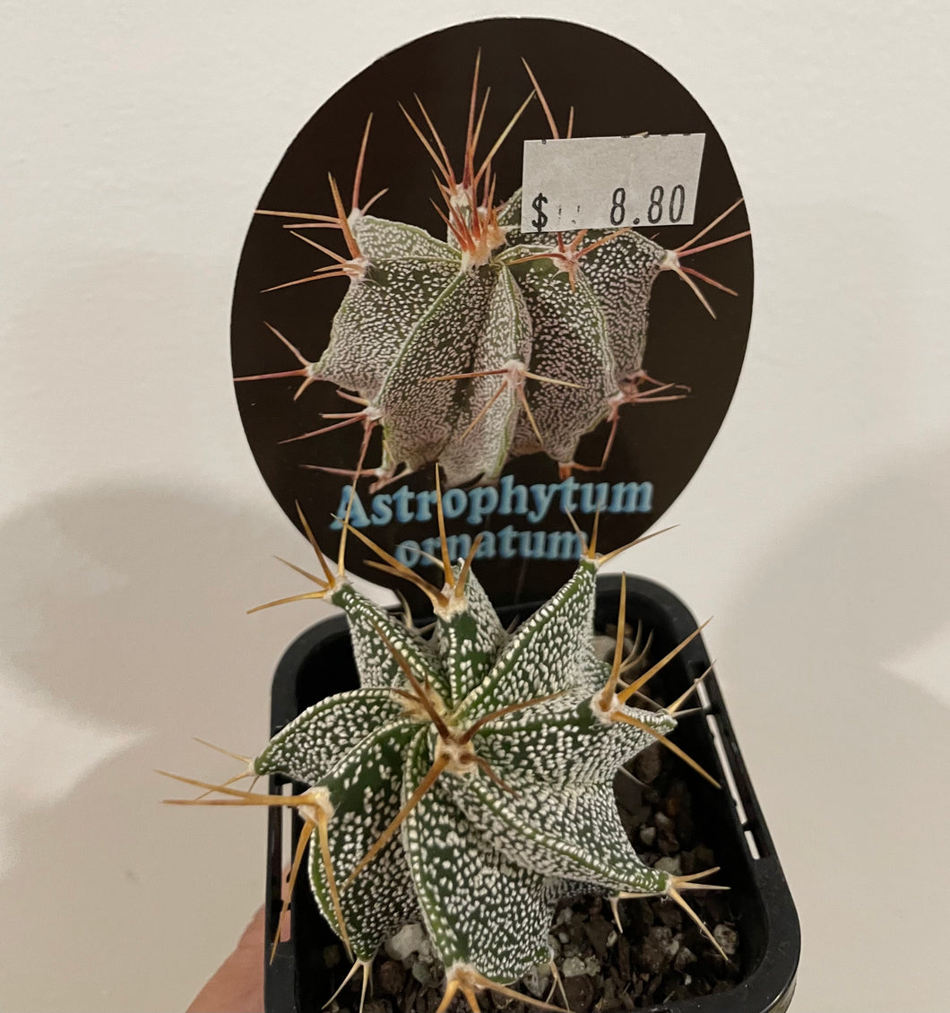 Astrophytum ornatum in 7cm pot