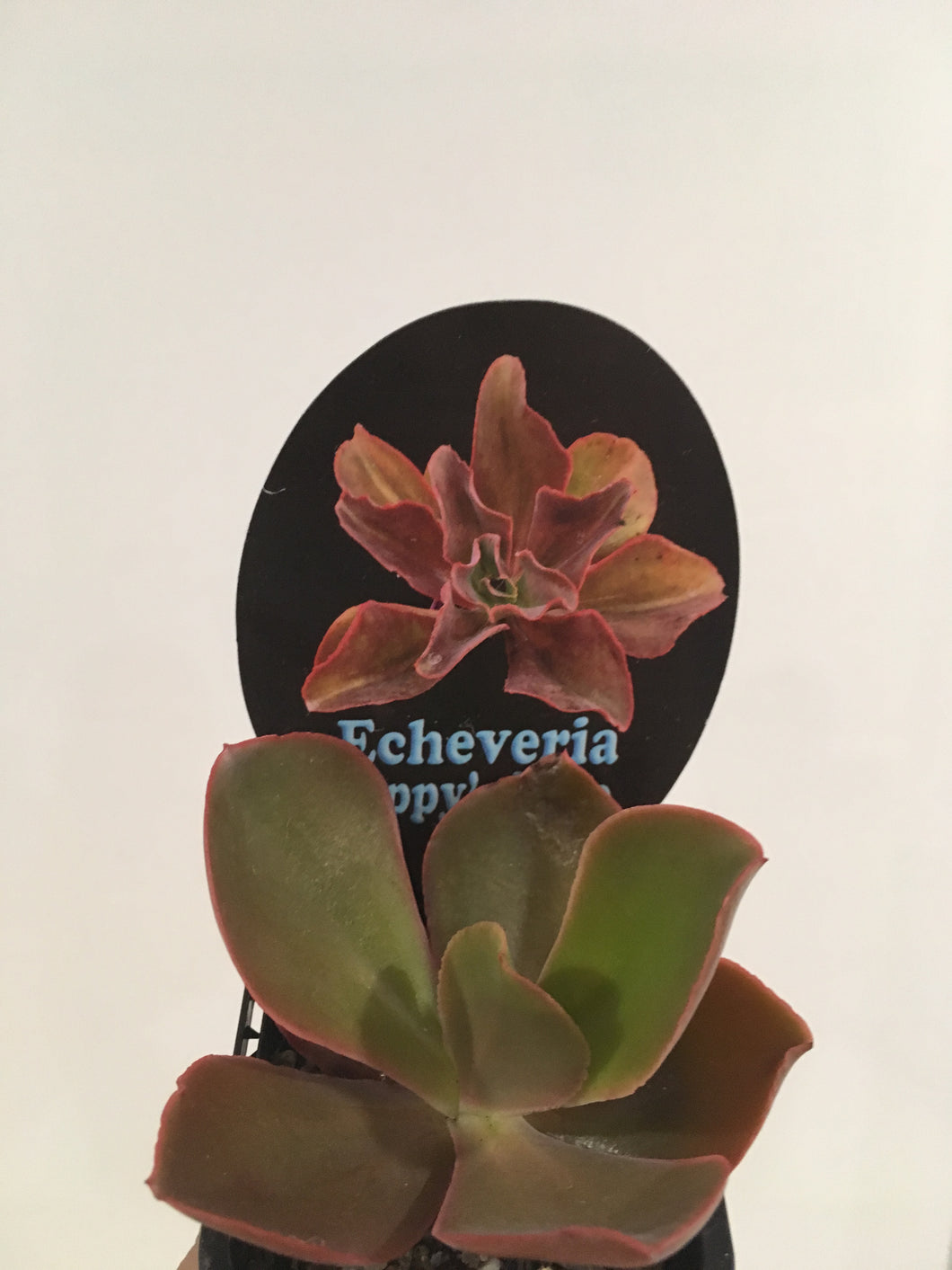 Echeveria Pappy’s Rose in 7cm pot