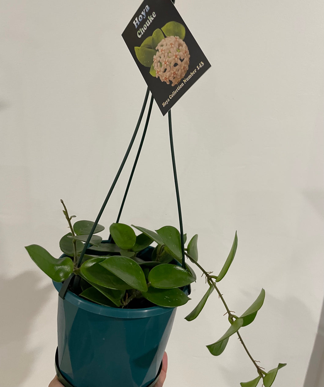 Hoya cv. Chouke in 13cm pot