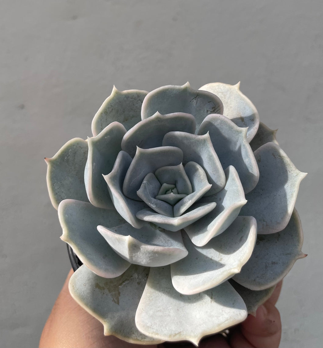Echeveria lilacina in 8cm pot