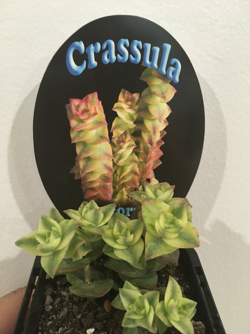 Crassula perforata variegata in 7cm
