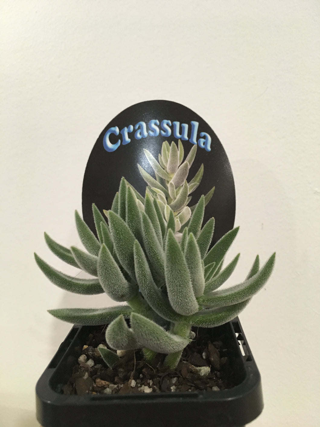 Crassula Surprise Party in 7cm pot