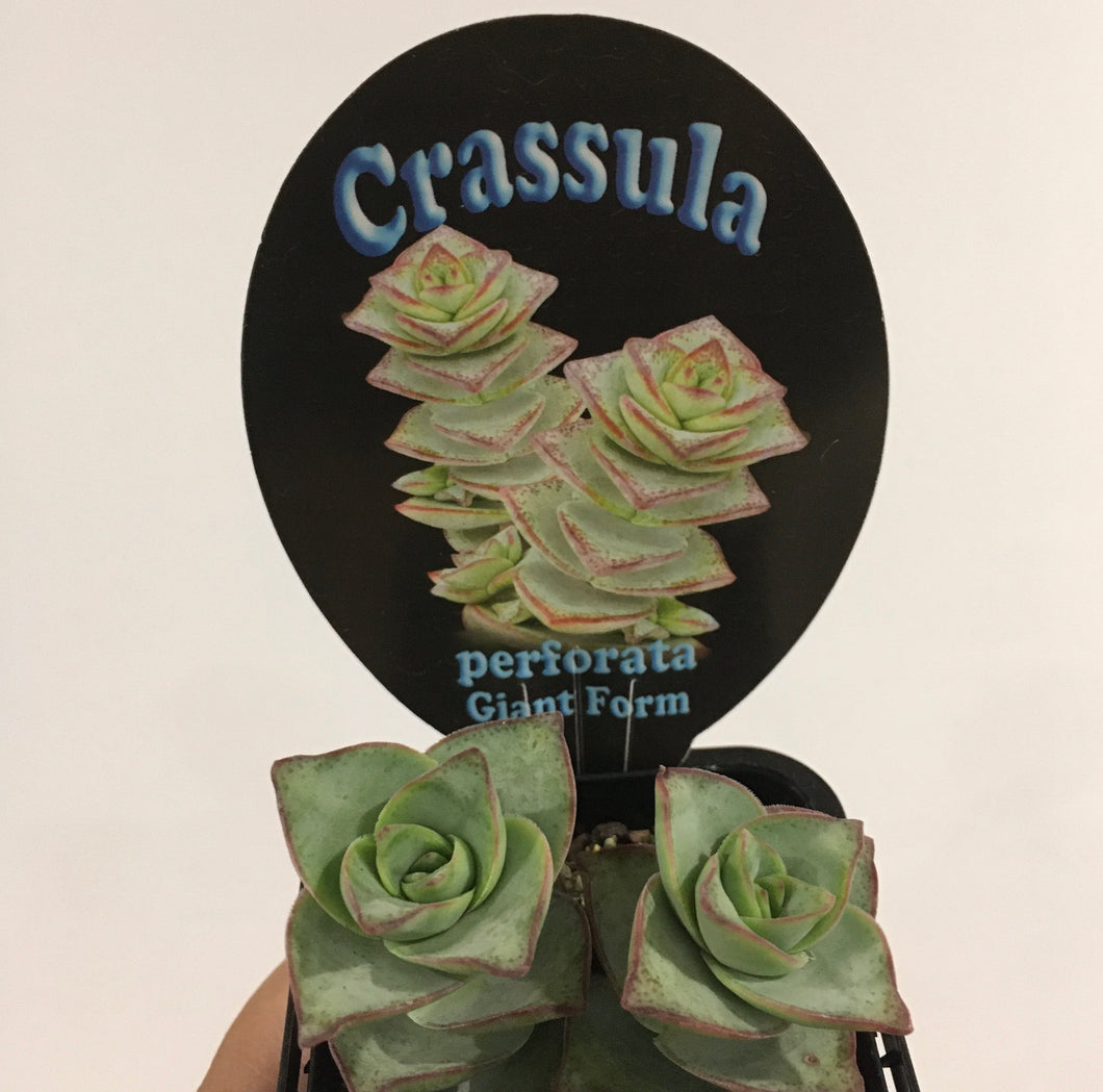 Crassula perforata giant form in 7cm pot