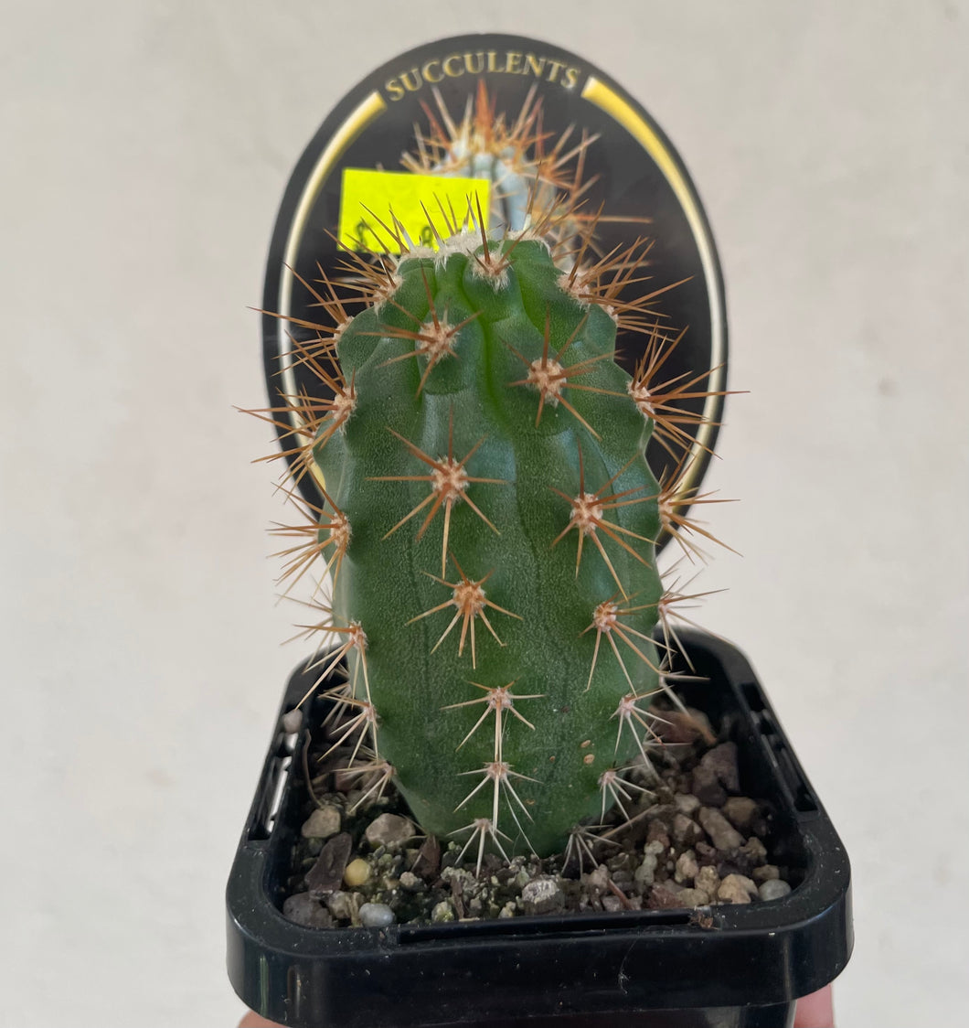 Azure Torch in 7cm pot