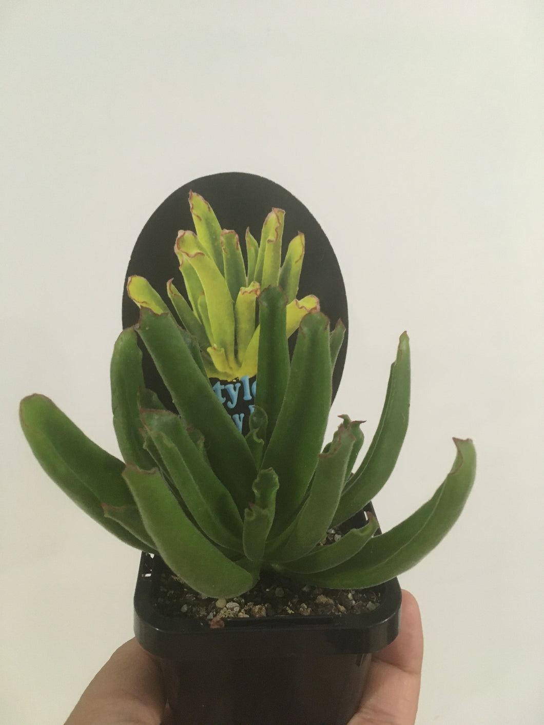 Cotyledon sticky fingers in 7cm pot