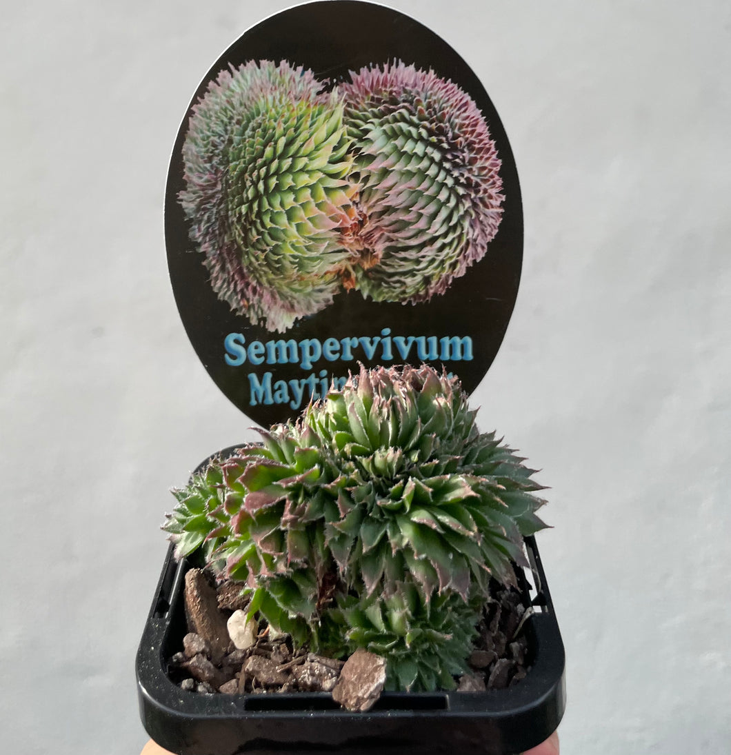 Sempervivum maytime crescent in 7cm pot