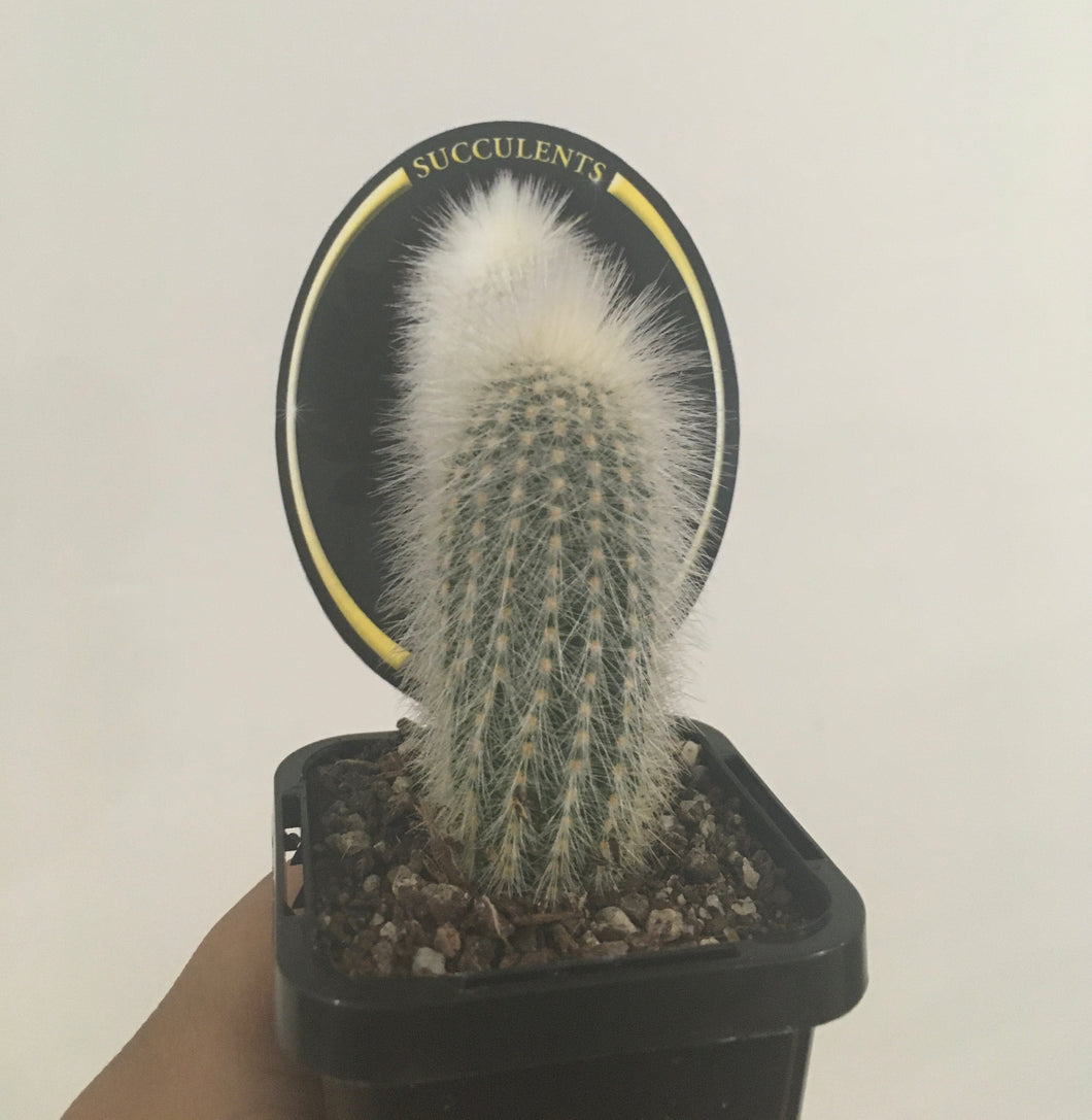 Silver torch cactus in 7cm pot