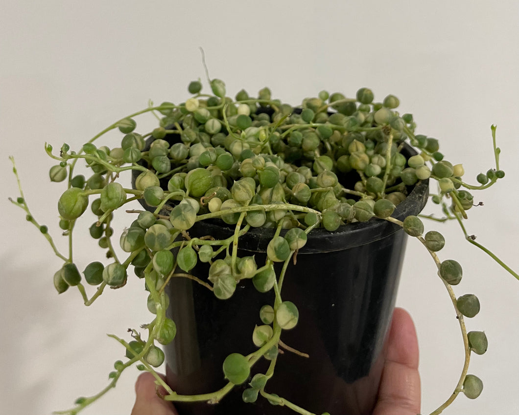Variegated string of pearls in 10cm pot