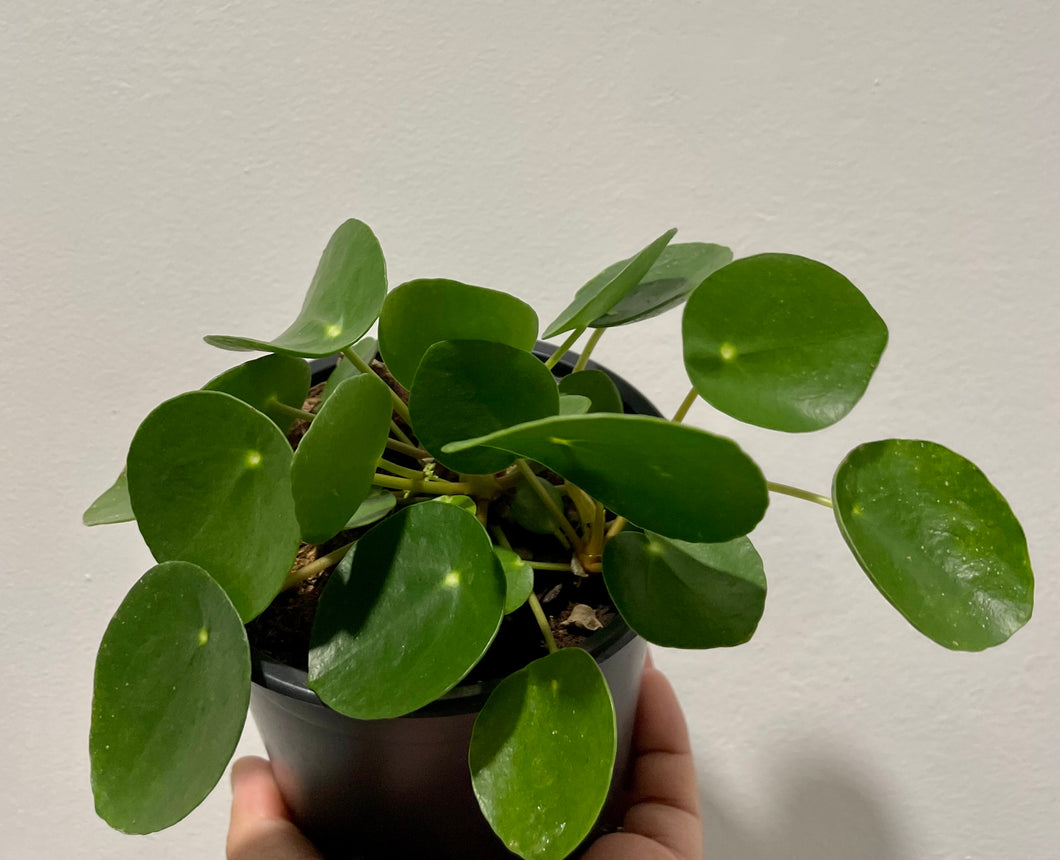 Pilea Peperomioides or Chinese Money Plant in 12cm pot