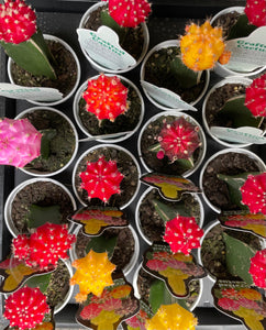 Grafted cactus in 7cm round pot