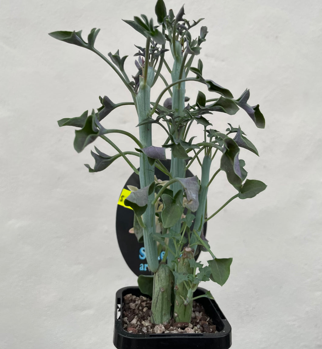Senecio articulatis in 7cm pot