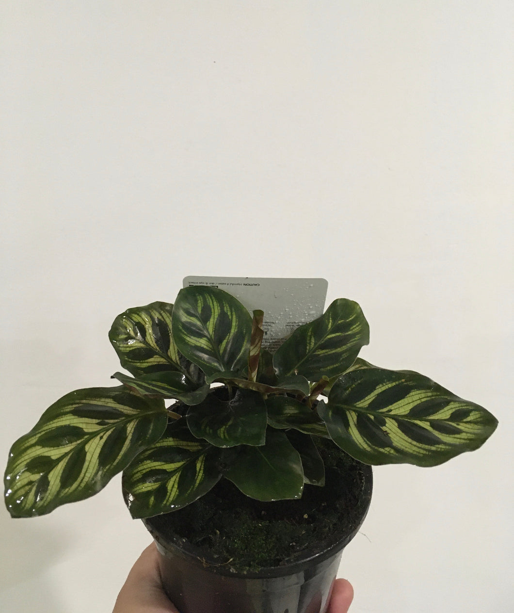 Calathea makoyana in 13cm pot