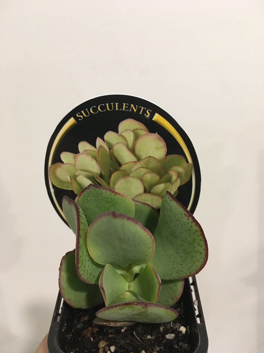 Crassula Blue Bird in 7cm pot