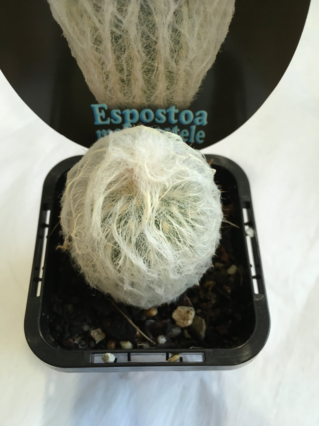 Espostoa melanostele in 7cm pot