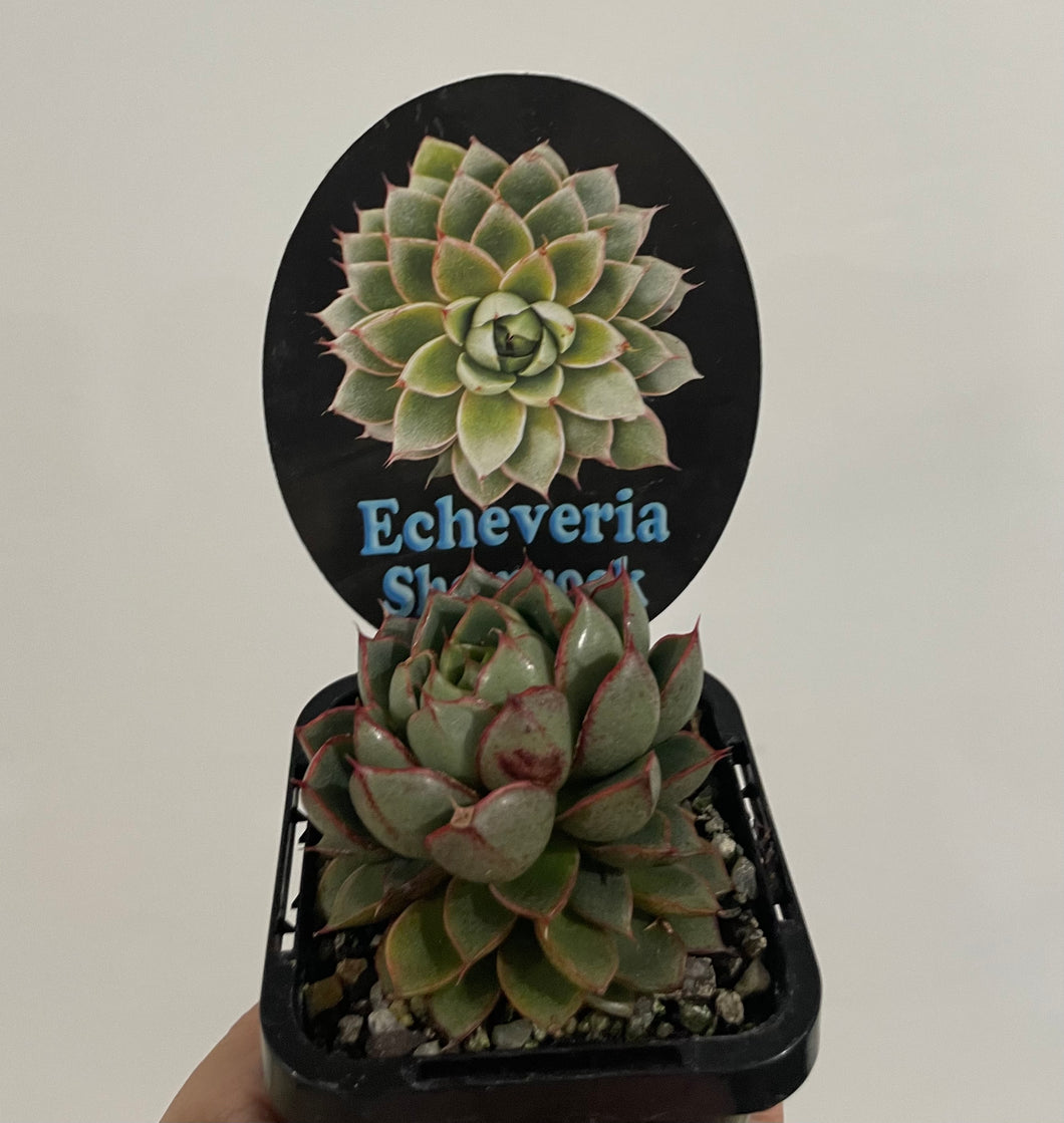 Echeveria Shamrock in 7cm