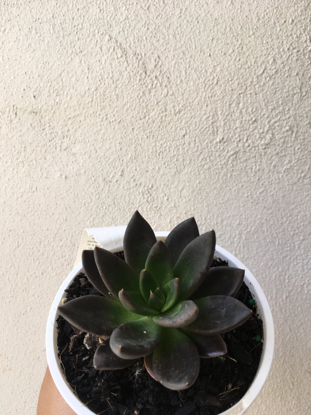 Echeveria black night in 10cm pot