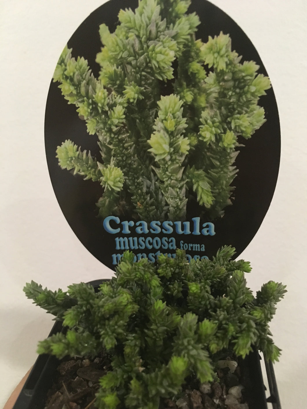 Crassula muscosa forma monstruosa in 7cm pot