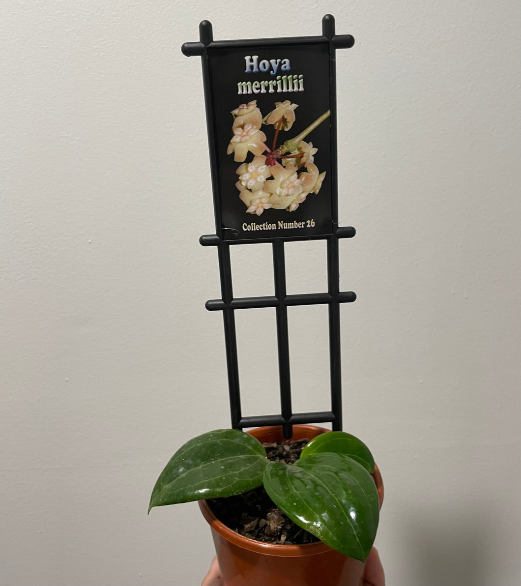 Hoya merrillii in 10cm pot
