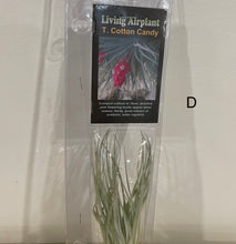 Load image into Gallery viewer, Air Plants
