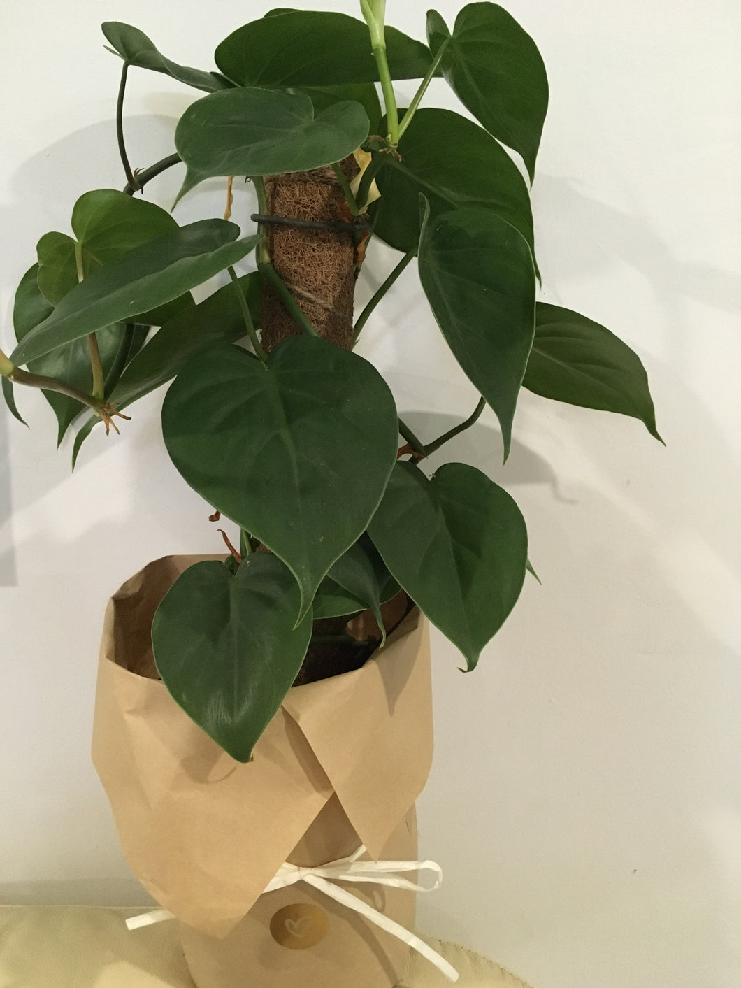 Heartleaf Philodendron in 17cm pot with totem